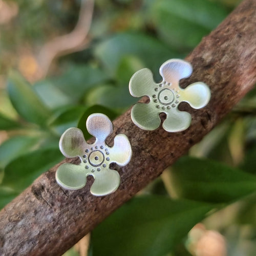 Geraldton Waxflower Studs on a branch close up view