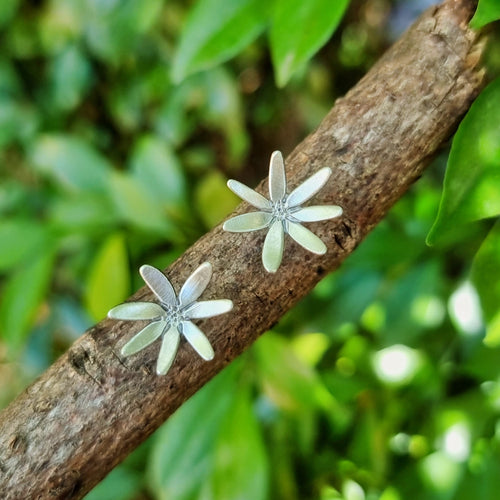 Flannel Flower Studs sitting on a branch close up view