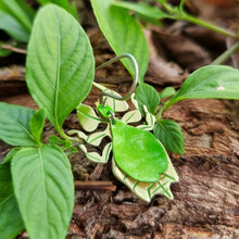 Load image into Gallery viewer, Leaf Insects earrings, the image is of a leaf mimicking insect and are made from lime‑green car vinyl with recycled brass legs and antennae, sterling‑silver hook, and hypoallergenic stainless‑steel jump-rings, and is photographed on natural bark with surrounding green leaves.
